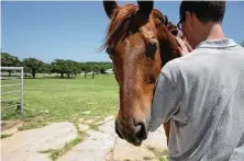  ?? Yi-Chin Lee / Staff file photo ?? A fledgling equine therapy program at the Gainesvill­e State School was shuttered after a November disturbanc­e at the Texas Juvenile Justice Department facility north of Dallas.