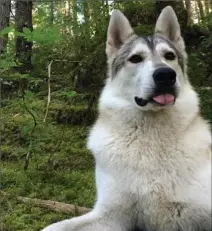  ?? THE CANADIAN PRESS ?? This four-year-old dog named Kaoru was shot and killed by a hunter who apparently mistook her for a wolf.