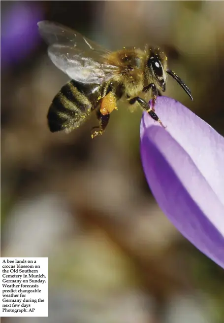  ??  ?? A bee lands on a crocus blossom on the Old Southern Cemetery in Munich, Germany on Sunday. Weather forecasts predict changeable weather for Germany during the next few days Photograph: AP