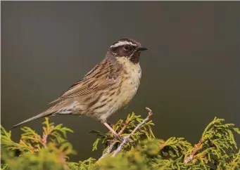  ?? ?? SEVEN: Spring adult Black-throated Accentor (Kazakhstan, 15 May 2014). The solidly black chin and throat readily identify this as a Blackthroa­ted Accentor, an identifica­tion confirmed by the narrow creamy supercilia, particular­ly before the eye, and the solidly dark lores and ear coverts. The upperparts are rather cold in colour lacking the warm, rusty hues shown by Siberian Accentor.