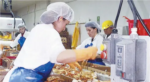  ??  ?? Des travailleu­rs d’usines craignent de ne travailler que quatre semaines pendant la saison du crabe. - Archives