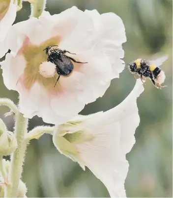 ?? PICTURE: DAVID BALL ?? Bumblebees buzz when the fly but can also do it to shake pollen