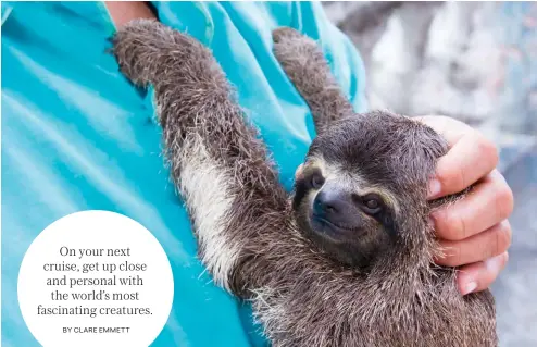  ??  ?? Meet-and-greet with a baby sloth in Manaus