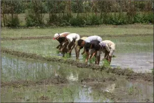  ?? The Associated Press ?? RICE FIELDS: Villagers work in rice fields on July 14 in Moradabad, about 110 miles from New Delhi. The villagers complained of ailments, which they blame on pollution from local factories, some of which are fueled by petroleum coke. They see the skies...