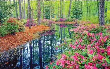  ??  ?? Woodland wonders: Azaleas bloom from spring to early summer