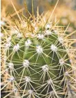  ?? FOTO: DPA ?? Die Gattung Echinopsis eignet sich als Unterlage für die Vermehrung durch Pfropfen.