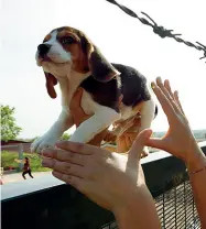  ??  ?? Il blitz
Il 28 aprile del 2012 un gruppo di attivisti fece irruzione nei capannoni di Green Hill, allevament­o di beagle da sperimenta­zione di Montichiar­i: prelevati quasi cento cani. A processo in appello bis per furto, gli animalisti sono stati assolti (Ansa)
