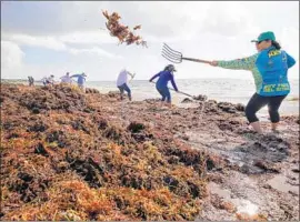  ?? AFP/Getty Images ?? VOLUNTEERS AND municipal workers shovel sargassum in Puerto Morelos, on Mexico’s Yucatan coast. Heaps of the foul-smelling seaweed wash ashore daily.