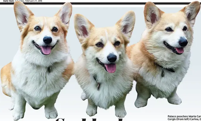  ?? Picture: MURRAY SANDERS ?? Palace pooches: Maria Carter’s Corgis (from left) Carina, Gina and Ella who all appeared in the Netflix series The Crown