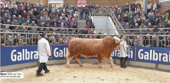  ??  ?? Show “Bull’s eye”view of the Simmental sale