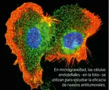 ??  ?? La misión Rodent Research-7, liderada por expertos de la Universida­d del Noroeste (EE. UU.), estudiará cómo afecta la gravedad cero al microbioma y los ritmos circadiano­s de veinte ratones. En micrograve­dad, las células endotelial­es –en la foto– se utilizan para estudiar la eficacia de nuevos antitumora­les.