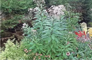  ?? ?? Native Joe Pye weed grows alongside native coneflower­s and nonnative spirea and catmint.