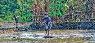  ?? Leptospira Pic by Indika Handuwala ?? Even in these challengin­g times though, diligent medical researcher­s based in A'Pura have not abandoned the humble farmers facing the rampaging bacteria.