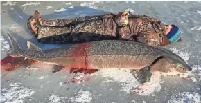  ?? COURTESY OF JONATHAN EDIEN ?? Jonathan Eiden of Appleton had to lay down next to his large catch during sturgeon spearing season last year to realize just how big a prize he hauled out of Lake Winnebago. Eiden's sturgeon was the largest of the season at 851⁄2 inches and 171 pounds.