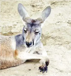  ??  ?? File photo shows an Australian kangaroo relaxing in its enclosure at the Beijing zoo. Visitors to a zoo in southeaste­rn China killed one kangaroo and injured another by throwing bricks at them in an attempt to get a reaction from the big marsupials. —...