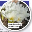  ?? ?? Awe-inspiring colchicums