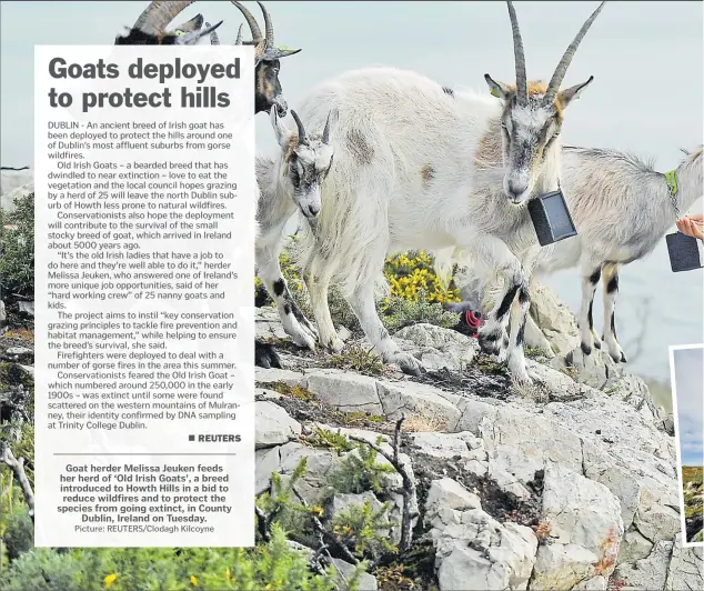  ?? Picture: REUTERS/Clodagh Kilcoyne ?? Goat herder Melissa Jeuken feeds her herd of ‘Old Irish Goats’, a breed introduced to Howth Hills in a bid to reduce wildfires and to protect the species from going extinct, in County Dublin, Ireland on Tuesday.