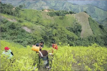  ?? Raul Arboleda AFP/Getty Images ?? CARLOS ABRIL, center left, an ex-rebel with the Revolution­ary Armed Forces of Colombia, prepares to fumigate coca in Catatumbo in August. Colombia’s coca acreage has grown considerab­ly in the last year.