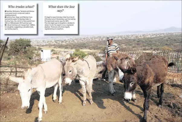  ??  ?? Some of Lucky Kobe Muntsu’s donkeys were stolen and skinned in the North West.