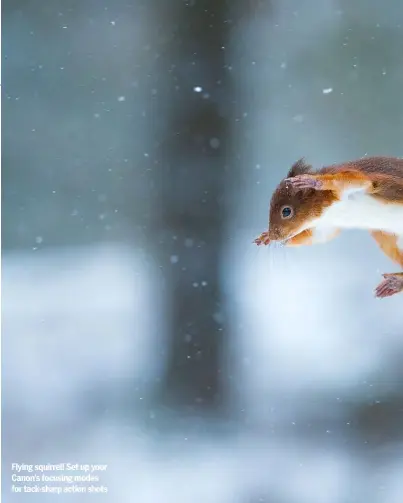  ??  ?? Flying squirrel! Set up your Canon’s focusing modes for tack-sharp action shots