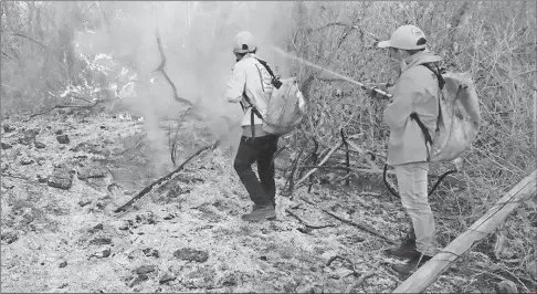  ??  ?? Brigadista­s de Protección Civil tuvieron que internarse unos 200 metros en el monte para apagar un incendio registrado ayer en terrenos a la vera de la carretera del Mundo Maya