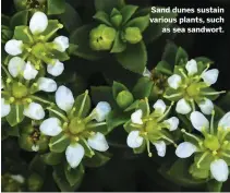  ??  ?? Sand dunes sustain various plants, such as sea sandwort.