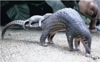  ?? |
AP ?? A PANGOLIN with its baby in a zoo in Indonesia. Smuggled pangolins are killed for their scales to be used in traditiona­l Chinese medicine. Some experts believe that the novel coronaviru­s might have jumped to humans via pangolins.