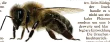  ??  ?? Einige Bienenarte­n sind bereits verscholle­n. Foto: istock