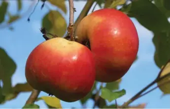  ?? DEBRA NORTON ?? The best way to pick an apple from the tree is to roll it upward and give it a twist, Pine Farms Orchard owner Pam Rolph-Romeril says. It should come off fairly easily, but if it doesn’t, it may not be ready to be picked.