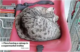  ?? Katie Lewis ?? > Flora having a catnap in a supermarke­t trolley