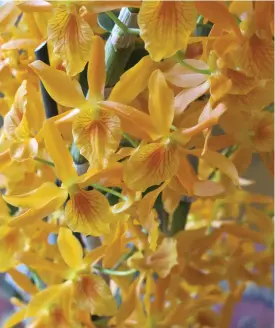  ?? FOTO: ULLA FOGELHOLM ?? Dendrobium Stardust Firebird.