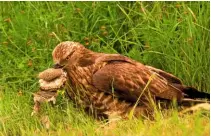  ??  ?? A predatory Honey buzzard, Pernis apivorus, grips a wasp comb to feed on the larvae inside.