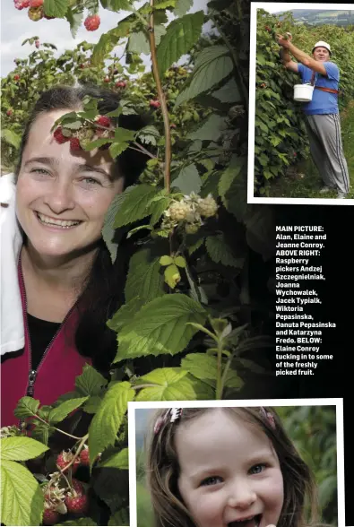  ??  ?? MAIN PICTURE: Alan, Elaine and Jeanne Conroy. ABOVE RIGHT: Raspberry pickers Andzej Szczegniel­niak, Joanna Wychowalek, Jacek Typialk, Wiktoria Pepasinska, Danuta Pepasinska and Katarzyna Fredo. BELOW: Elaine Conroy tucking in to some of the freshly...