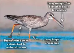  ??  ?? Brown/white barring extends back to undertail coverts
Long, straight, fine bill with red base to mandible
Long, bright orange legs