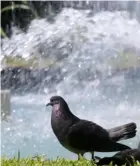  ?? Rafael PaCHeCo ?? Las palomas se refrescaro­n en la fuente frente a la iglesia la Dolorosa.