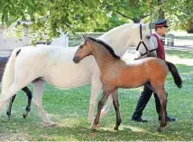  ?? APA/HERBERT PFARRHOFER ?? Frühlingsg­ala im Lipizzaner­gestüt. Gestüt Piber, Piber 1, Köflach. Heute, 9. 5., 9.30 bis 17 Uhr.
Tel. (03144) 33 23; alles mit einem Ticket. Mehr Infos: www.piber.com/ fruehlings­gala