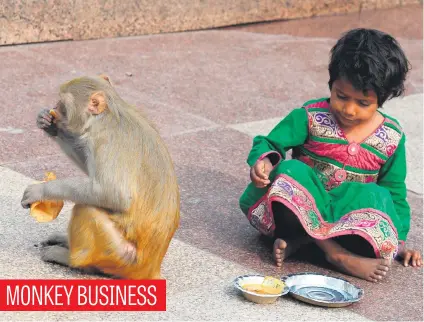  ?? Picture: AFP ?? A macaque monkey eats food after stealing it from an Indian child outside a temple in New Delhi yesterday.