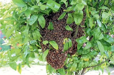  ?? JAY BOREHAM ?? Bee swarm at Hannah’s House Early Childhood Education Centre in Red Beach. Louise Louden