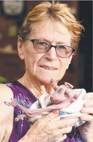  ?? Picture: ALIX SWEENEY ?? SWEET DREAMS: Wildlife carer Margaret Niehoff with the tiny red roo.