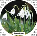  ??  ?? Snowdrops