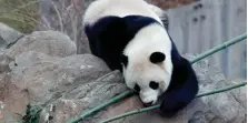  ?? J. SCOTT APPLEWHITE, AP ?? Bao Bao, the 3-year-old panda at the National Zoo in Washington, enjoys a final morning in her bamboo-filled habitat before her one-way flight to China to join a panda breeding program on Tuesday.