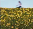  ?? Foto: dpa ?? Raus in die blühende Natur – schon bald kommt ein Wetterwech­sel.