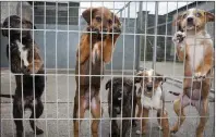  ??  ?? Eight animal welfare groups across the county are to share the €153,000 in funding.
