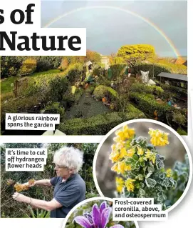  ??  ?? A glorious rainbow spans the garden
It’s time to cut off hydrangea flower heads
Frost-covered coronilla, above, and osteosperm­um