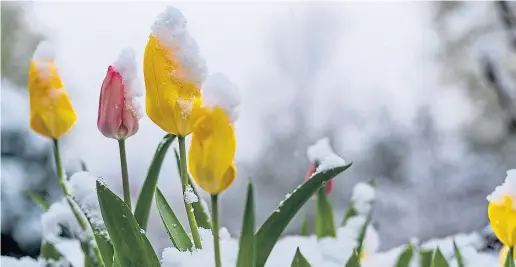  ??  ?? ● Tulips bursting through the winter snow