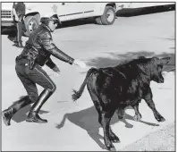  ??  ?? Cleburne County Deputy Sheriff Christophe­r Ryan attempts to capture a feral cow outside the county jail on South Ninth Street on Tuesday. The animal, which rammed his motorcycle, had to be put down.