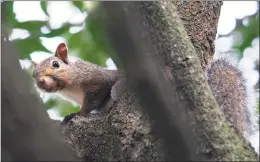  ?? Shannon Tompkins / Houston Chronicle ?? Gray squirrels will have to search far and wide for acorns this fall.