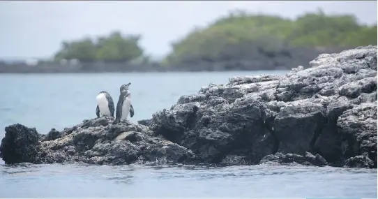  ?? PHOTOS: PATRICK DAVISON, UNC/WASHINGTON POST ?? A pair of Galapagos penguins, endemic to the archipelag­o, preen in the sun.