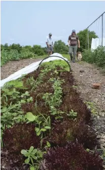  ??  ?? row covers protect crops against pests and weeds.