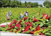  ?? LAS CRUCES SUN-NEWS FILE PHOTO VIA AP ?? Hand-picked chiles are seen in a shipping crate in Salem, N.M., as once numerous workers harvest the crop in the background in 2013.